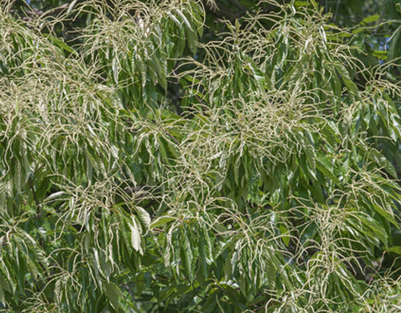 american chestnut tree american chestnut tree