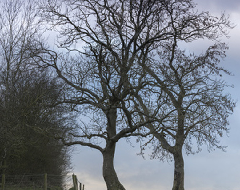 ash trees ash trees