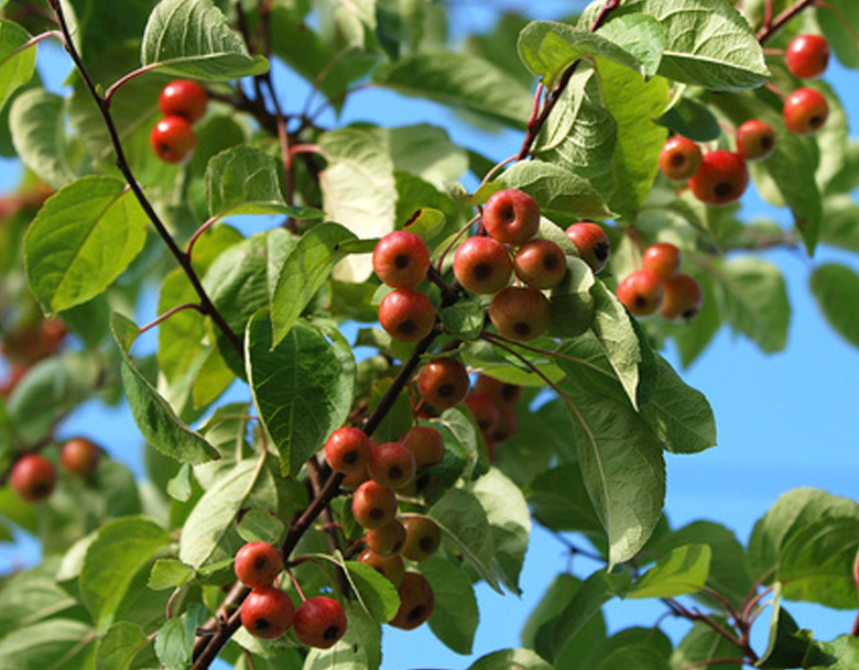 branch with crab apples branch with crab apples