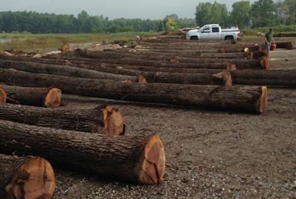 cut down trees cut down trees