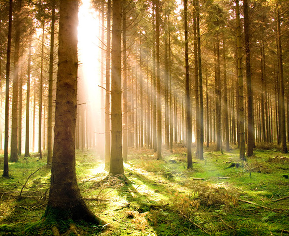 forest with sun shining through forest with sun shining through