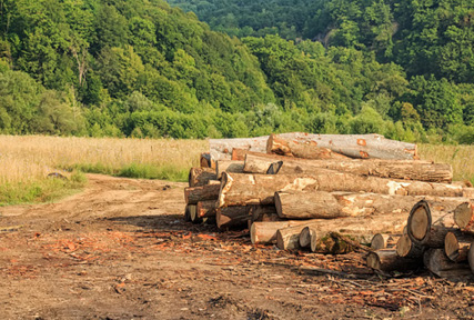 harvesting logs harvesting logs
