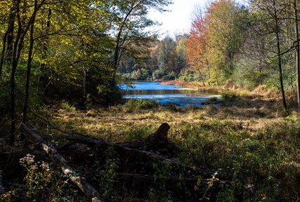 Indiana wildlife forest Indiana wildlife forest