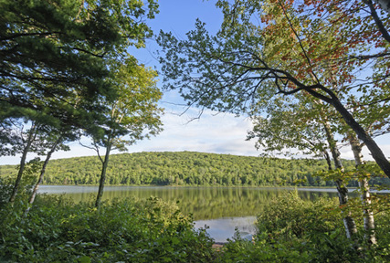 Michigan forest and lake Michigan forest and lake