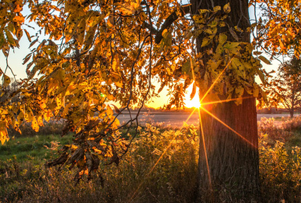 Wisconsin sunset through Hickory Tree Wisconsin sunset through Hickory Tree