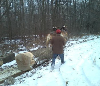 Horses Pulling Tree Trunk