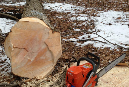 tree chopped tree chopped